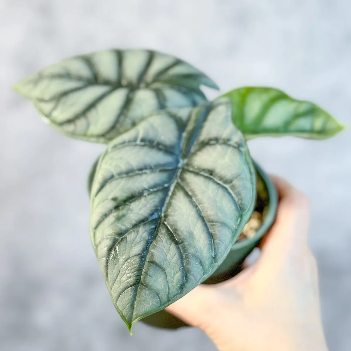 Silver Dragon Alocasia - Alocasia 'Silver Dragon' - 4.5 Inch