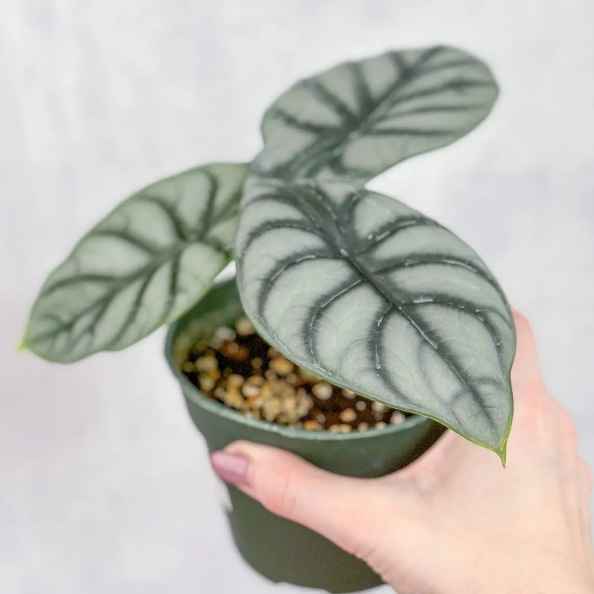 Silver Dragon Alocasia - Alocasia 'Silver Dragon' - 4.5 Inch
