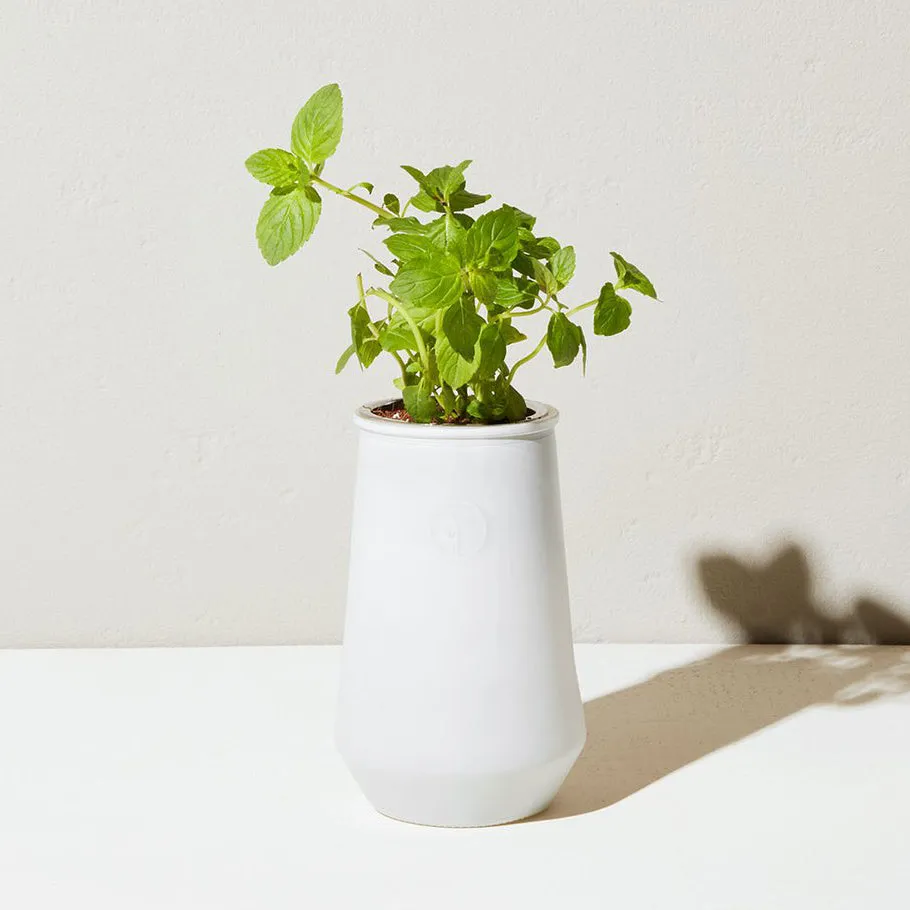 Tapered Glass Hydroponic Herb Grow Kit