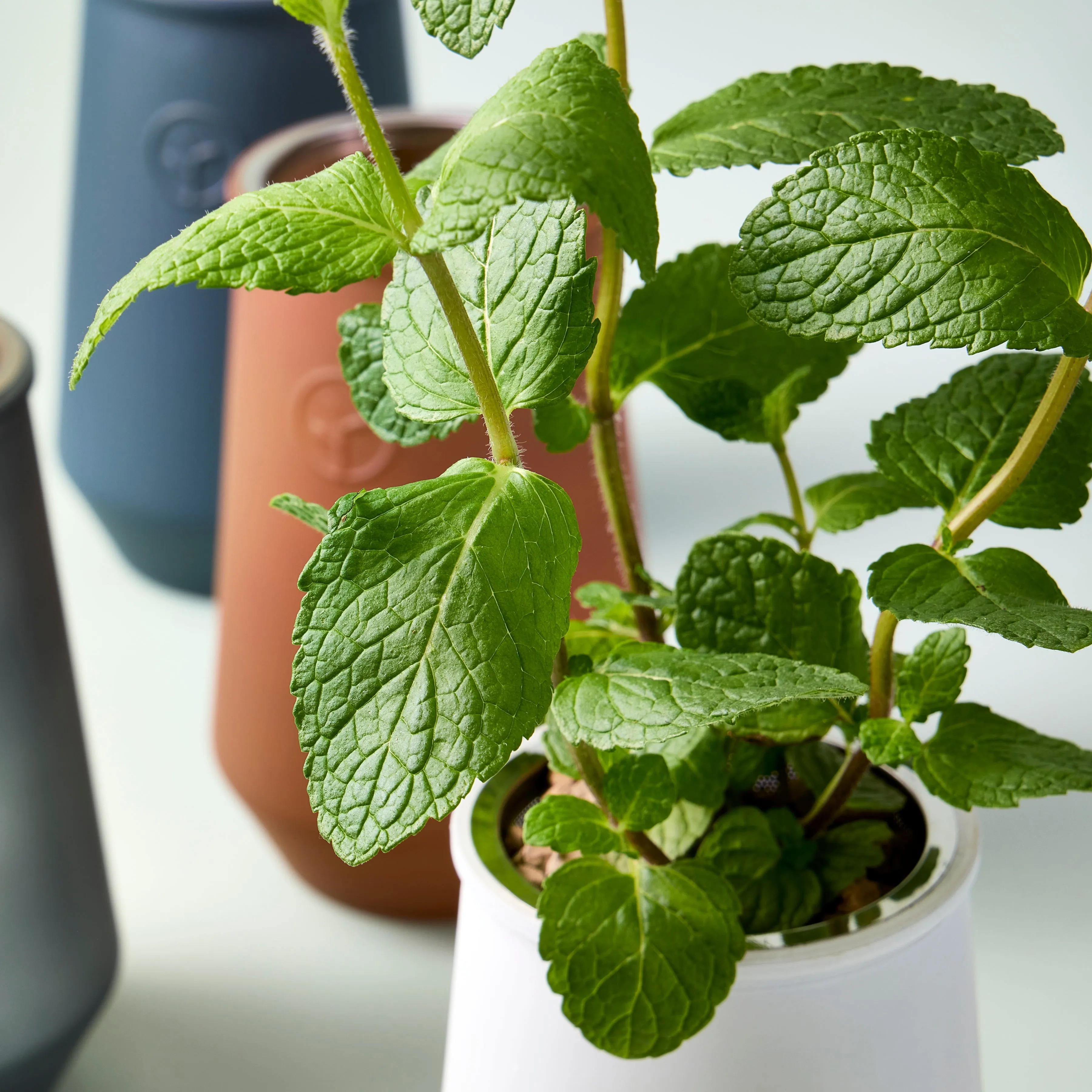 Tapered Tumbler Grow Kits
