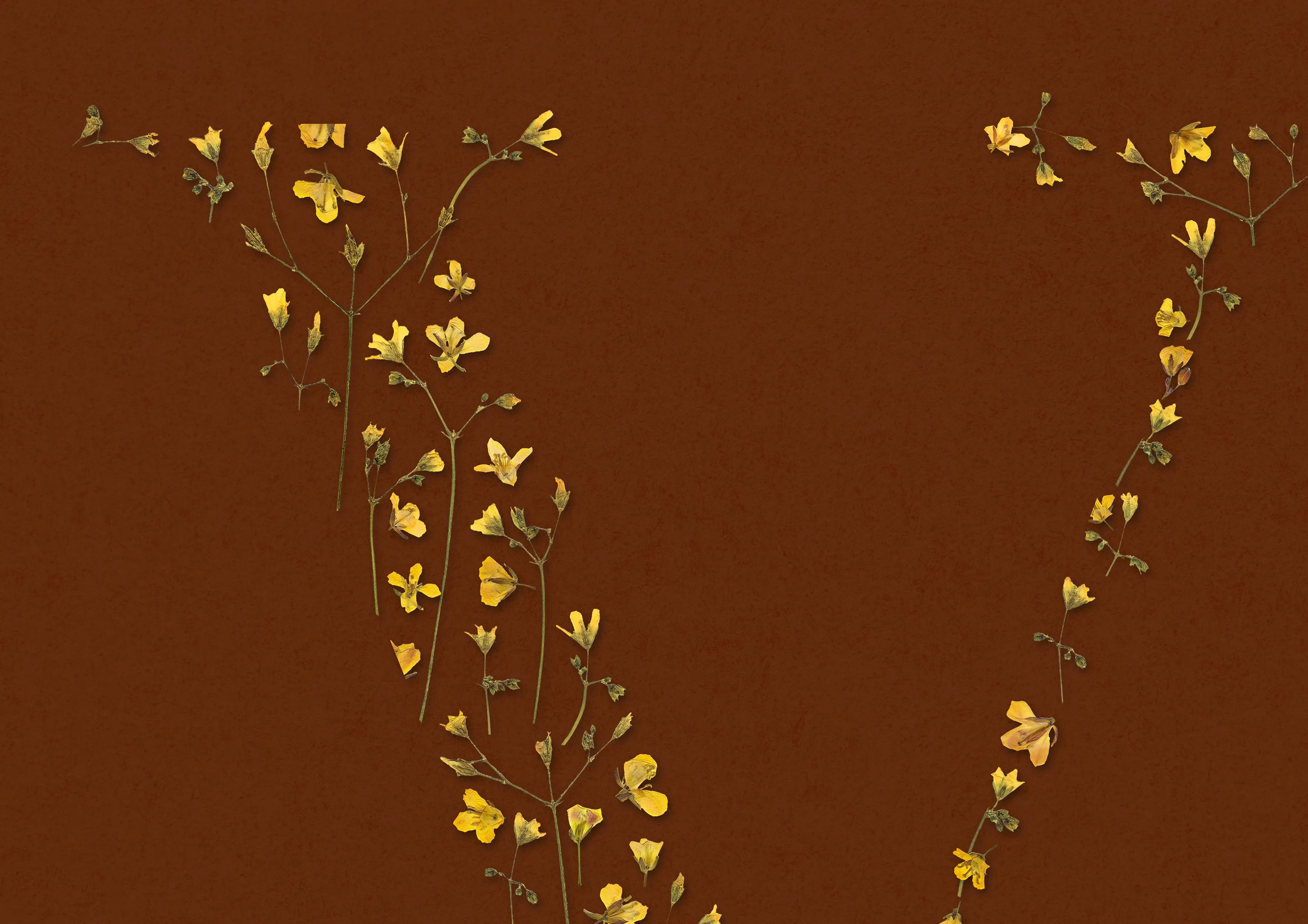 Terracotta personalized name letter prints Pressed yellow wildflowers poster