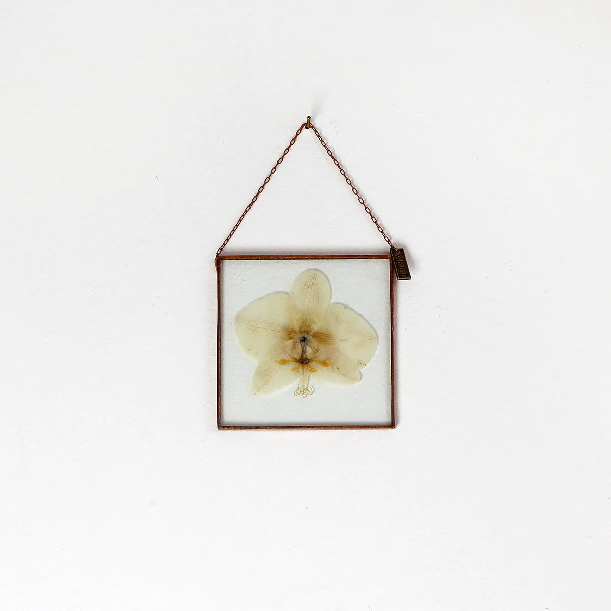 VELT Botanical Frame - Orchid