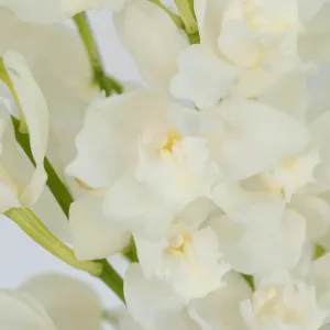 White and Yellow Cymbidium Orchids