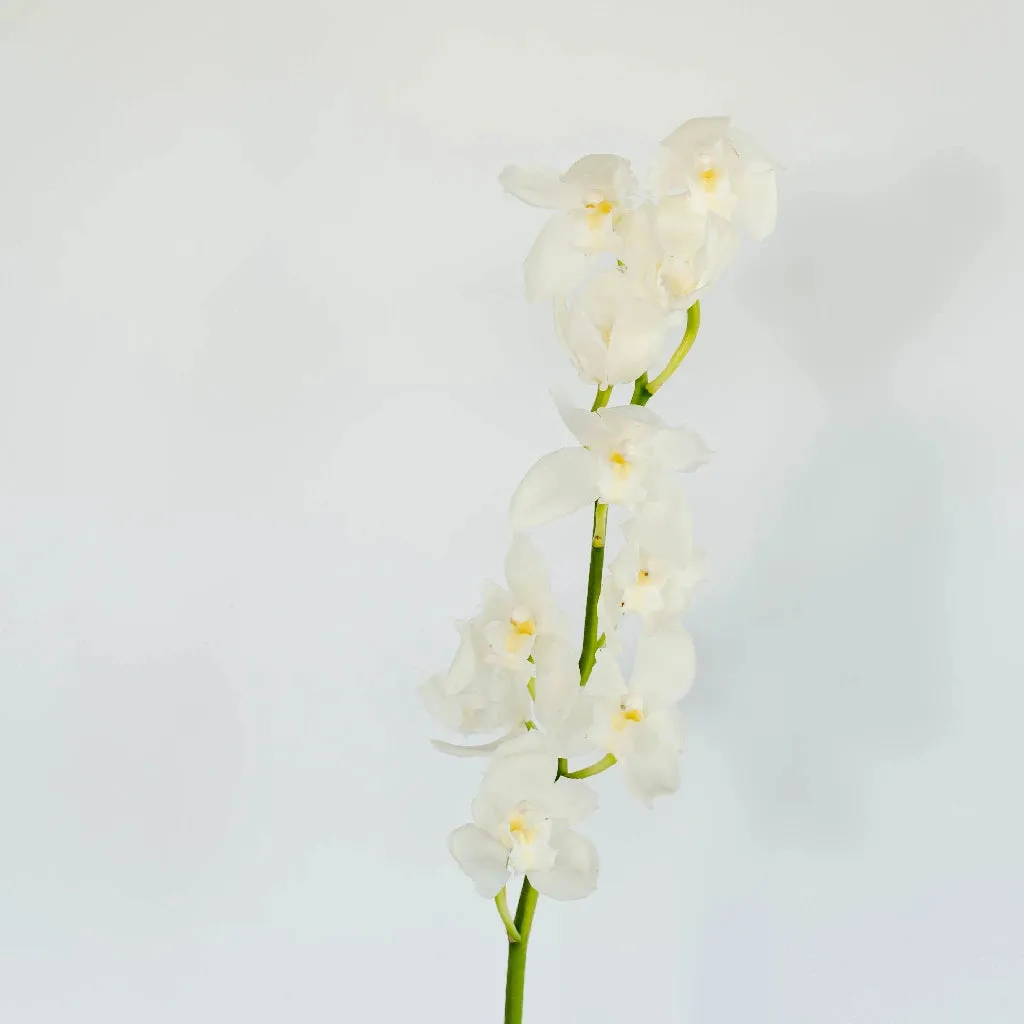 White and Yellow Cymbidium Orchids