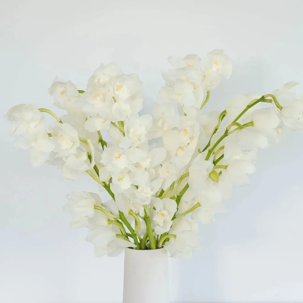 White and Yellow Cymbidium Orchids