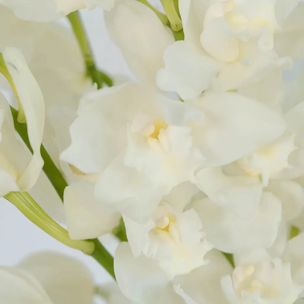 White and Yellow Cymbidium Orchids