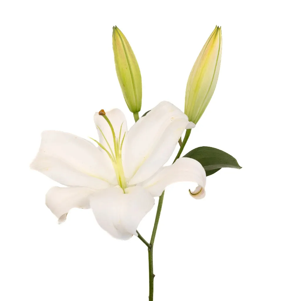 White Gandhara Oriental Lily