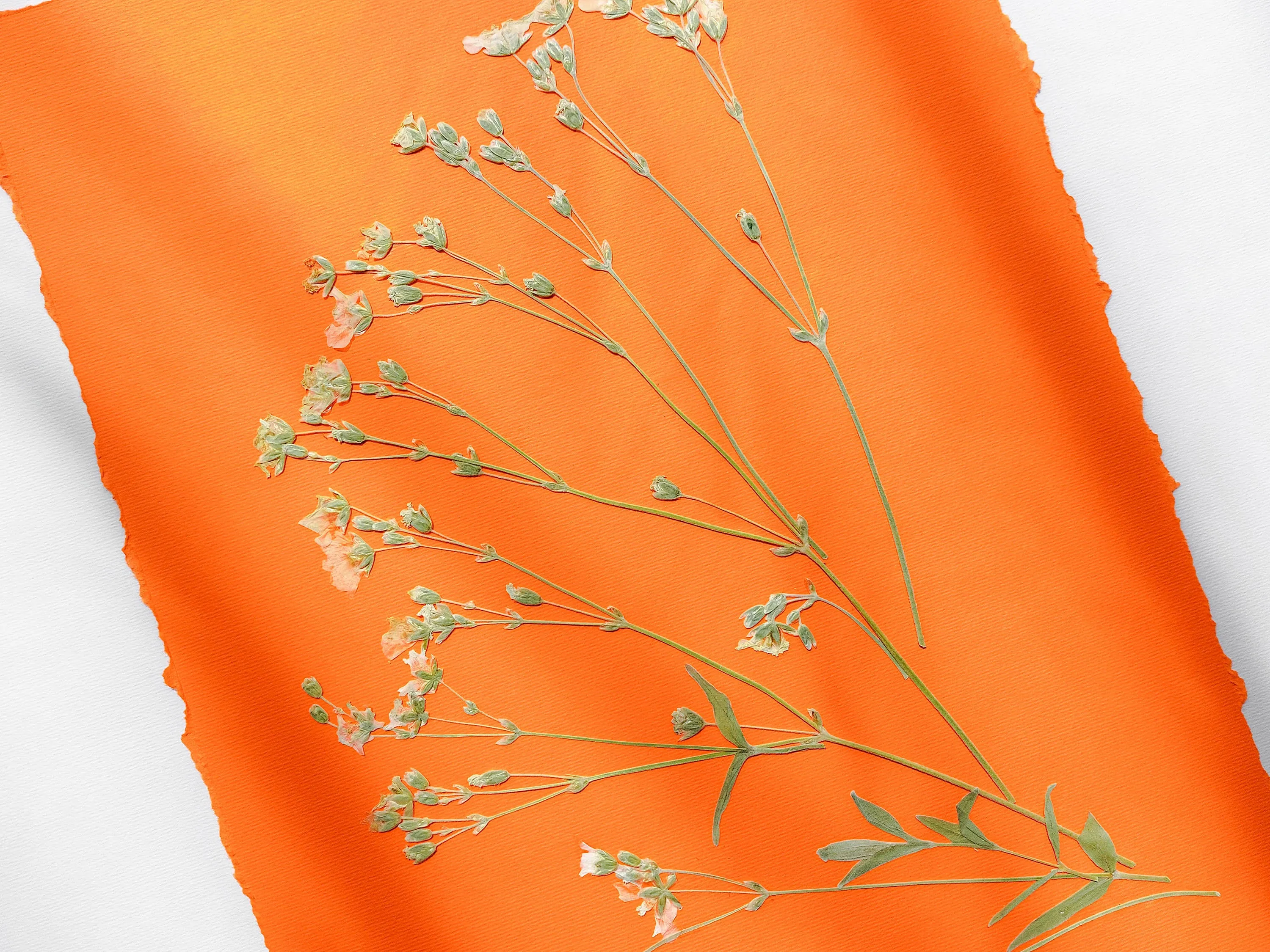 Wildflowers green and orange pressed flower and plant artwork for Nature lover gift UNFRAMED
