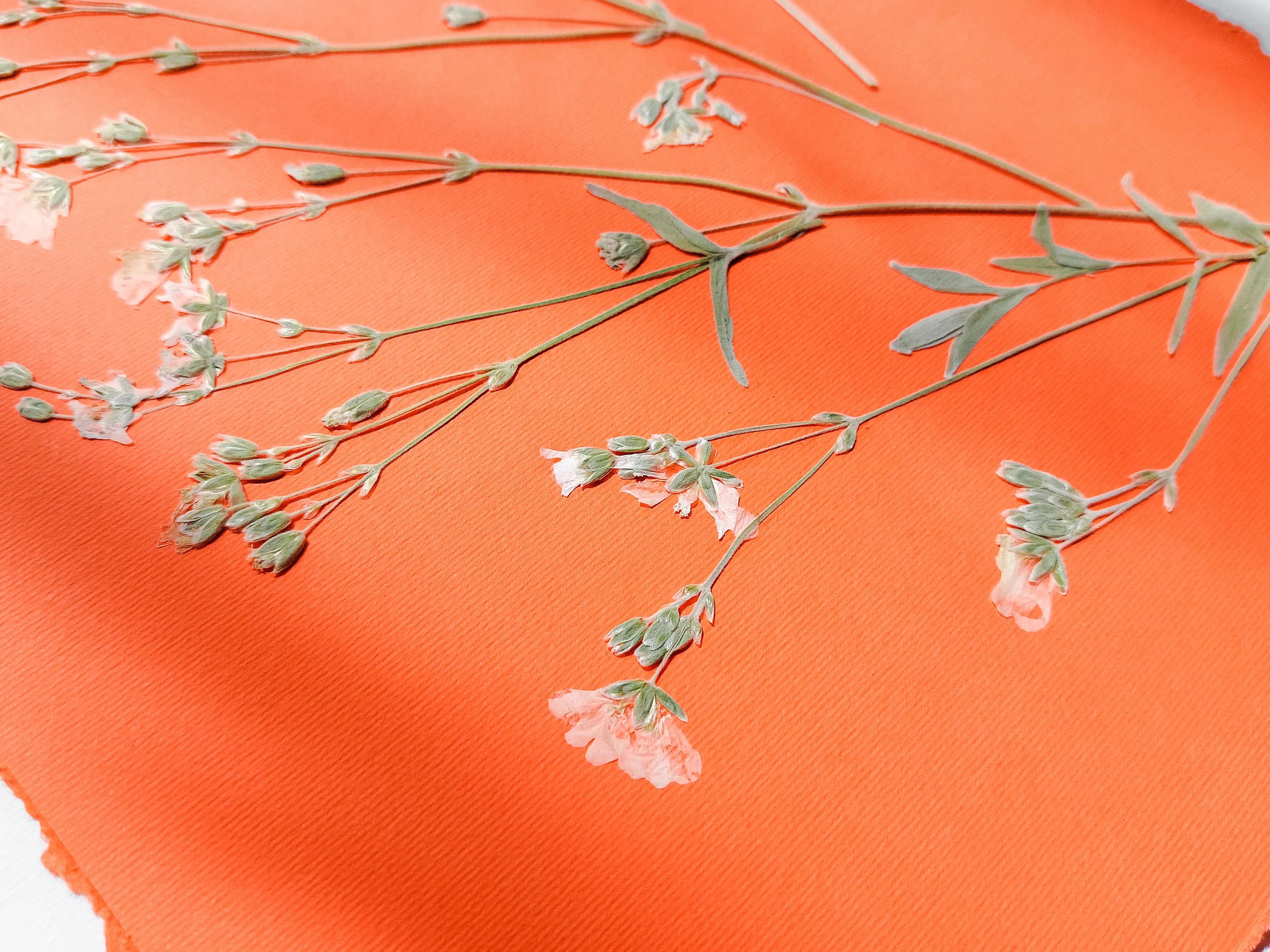Wildflowers green and orange pressed flower and plant artwork for Nature lover gift UNFRAMED