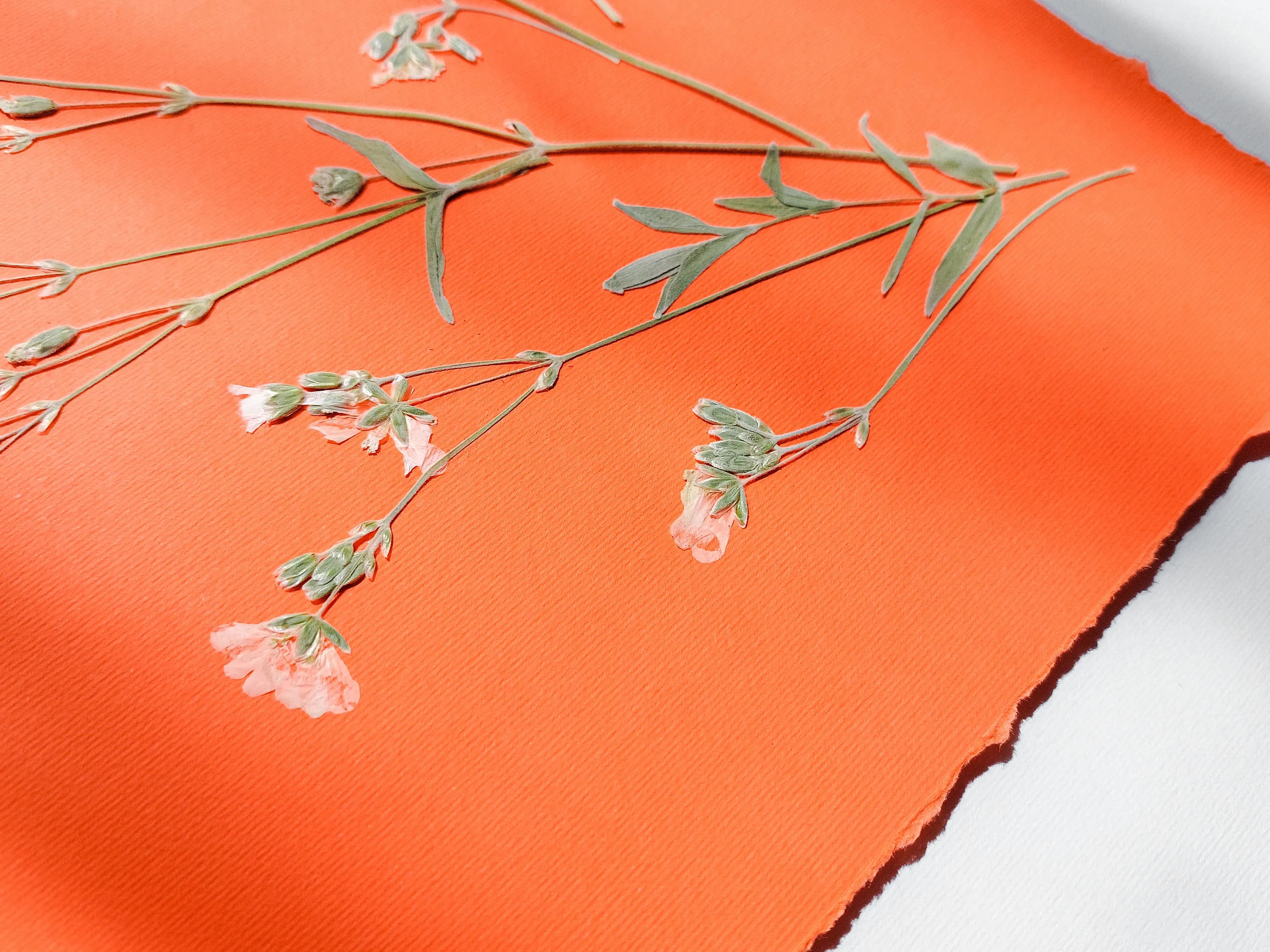 Wildflowers green and orange pressed flower and plant artwork for Nature lover gift UNFRAMED