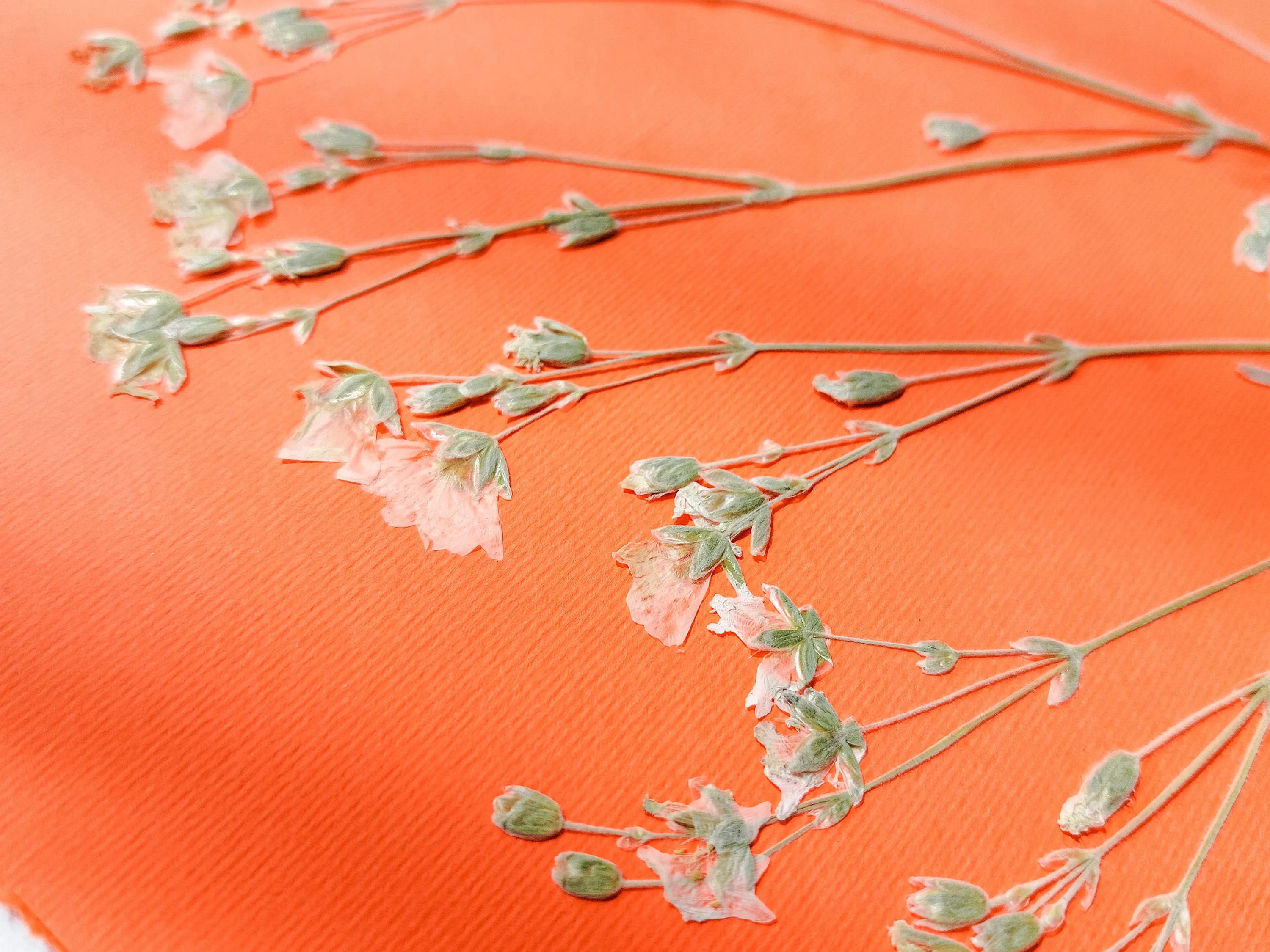 Wildflowers green and orange pressed flower and plant artwork for Nature lover gift UNFRAMED