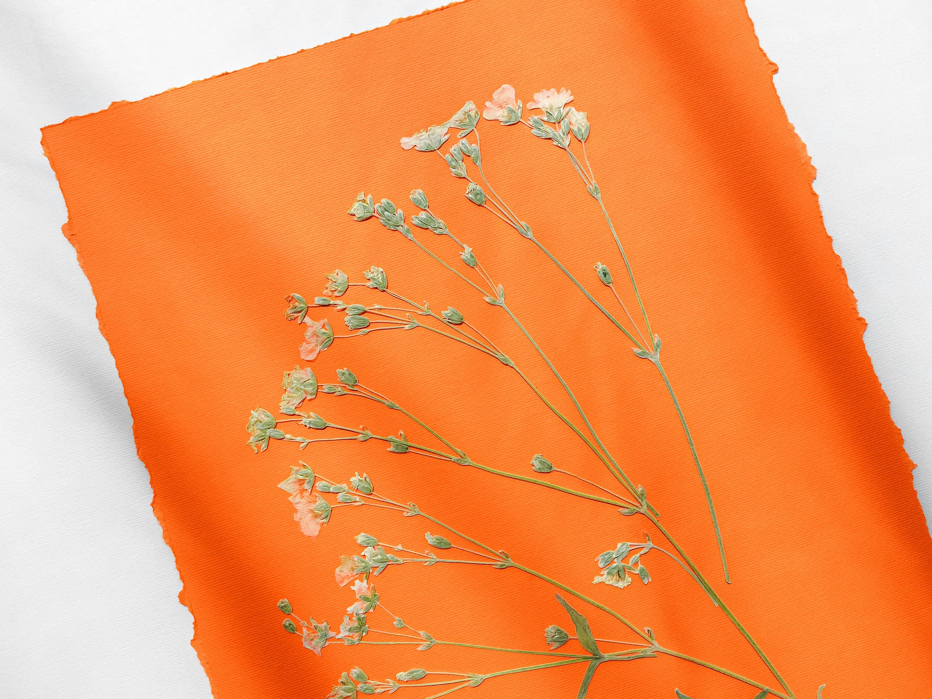 Wildflowers green and orange pressed flower and plant artwork for Nature lover gift UNFRAMED