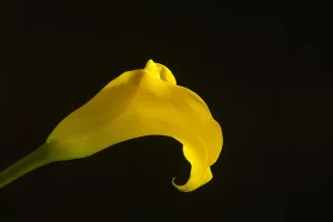 Yellow Calla Lily - Posters