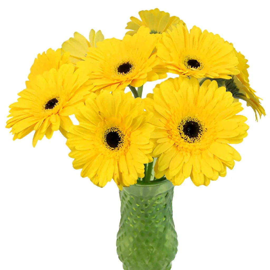 Yellow Gerbera Daisy Flower