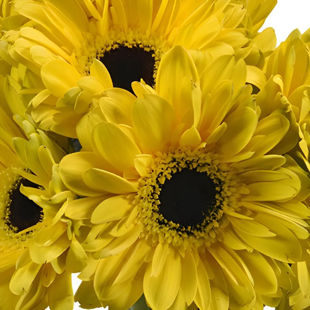 Yellow Gerbera Daisy Flower