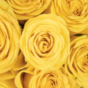 Yellow Roses