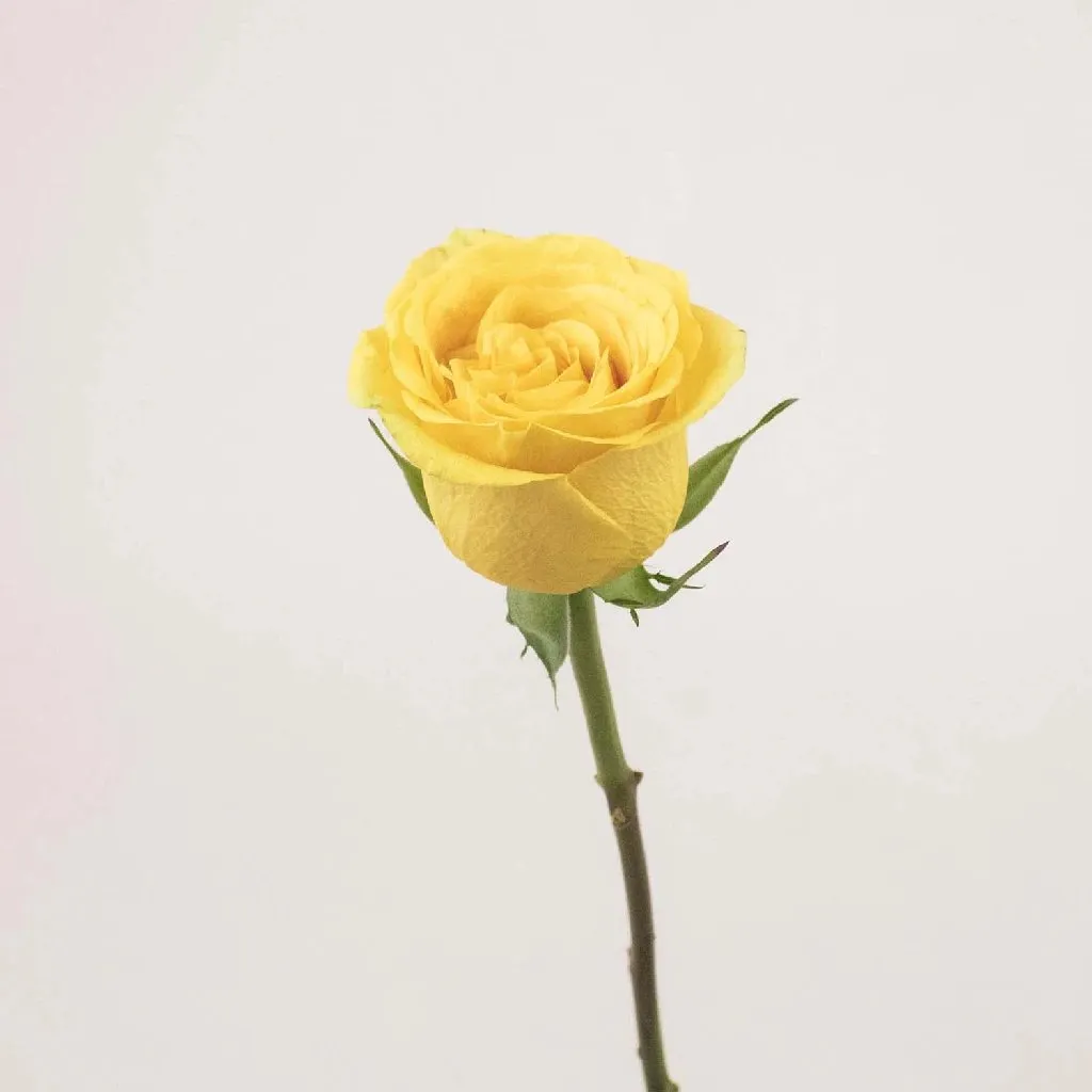 Yellow Roses